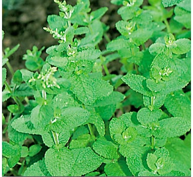 mosquito repelling plants 