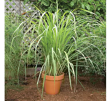 mosquito repelling plants