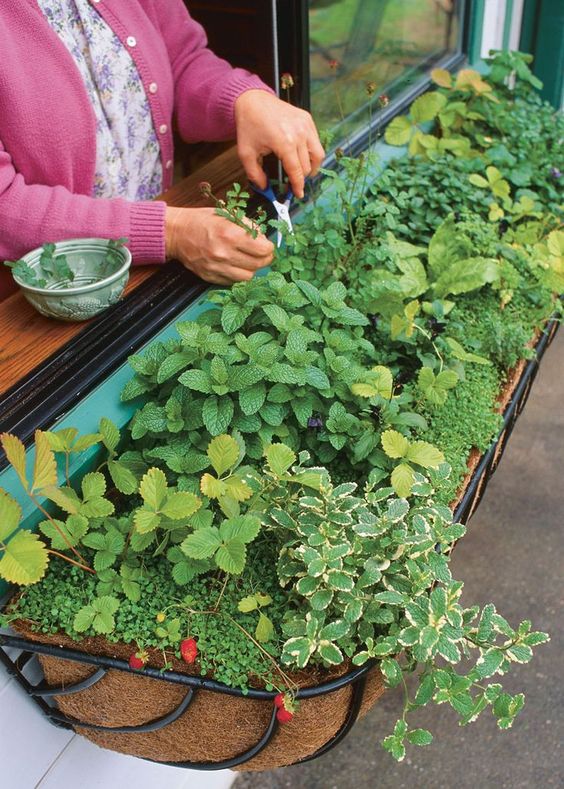 Window Box Herb Garden black iron box 
