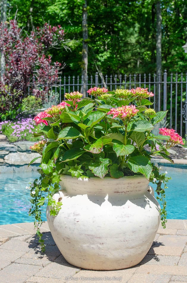 hydrangea with white bacopa, german ivy, pool patio, flower bed, blue pool water