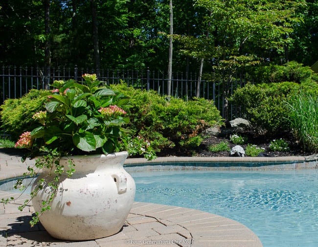 potted hydrangea with white bacopa, german ivy, pool patio, flower bed, blue pool water