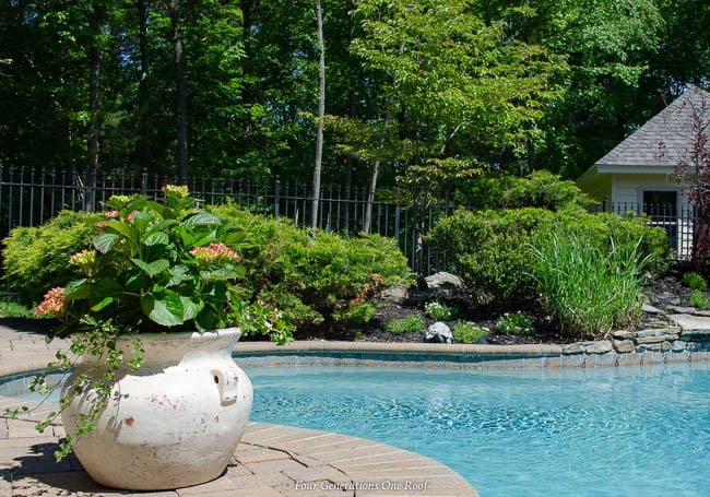Beginners Guide To Growing Hydrangeas In Pots