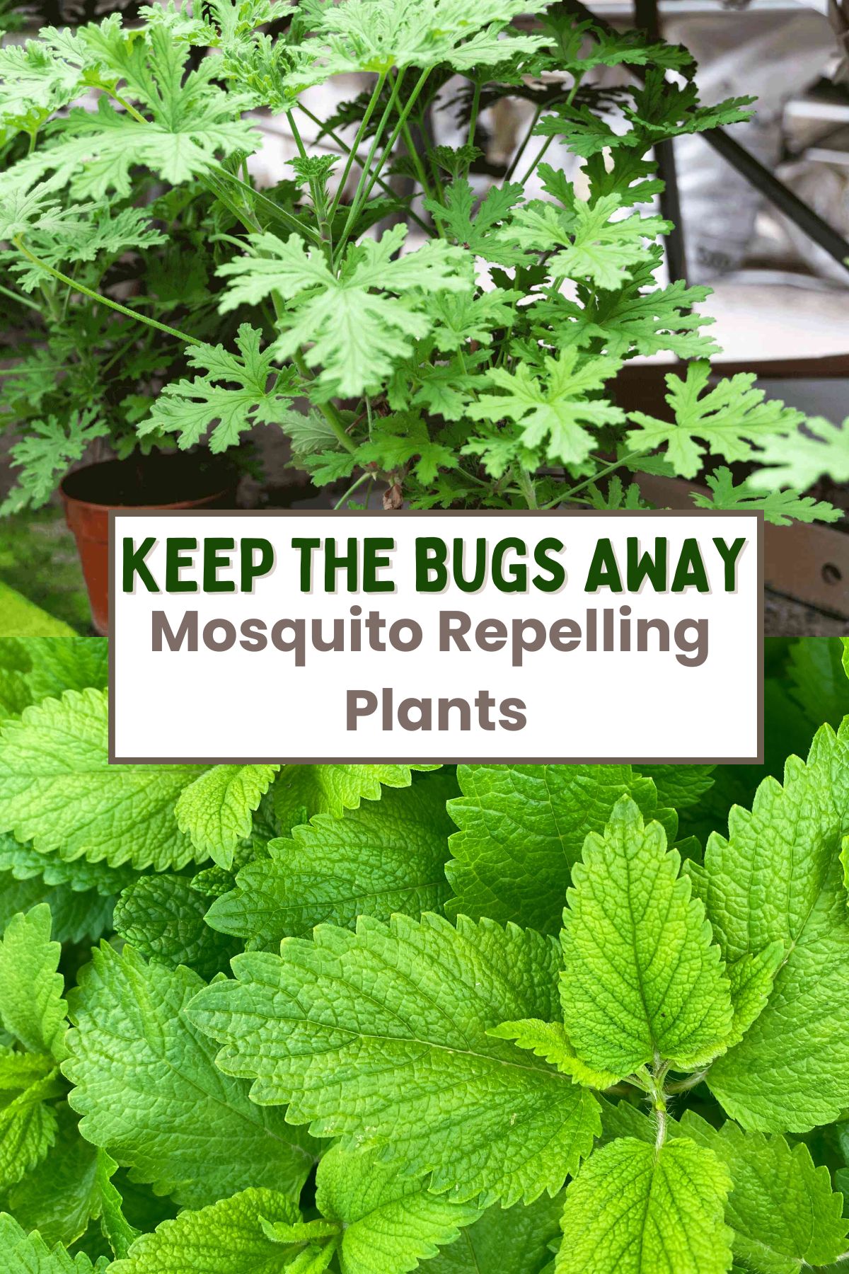 10 Patio Plants That Repel Mosquitos | Four Generations One Roof