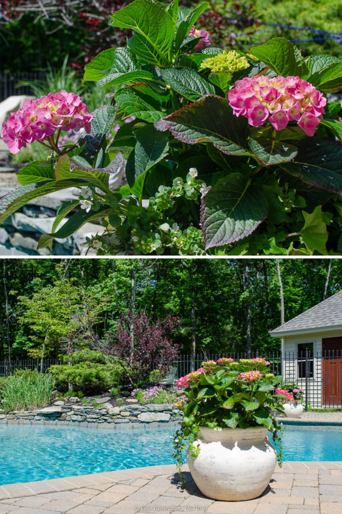 Endless Summer hydrangeas in large pots around an in-ground pool