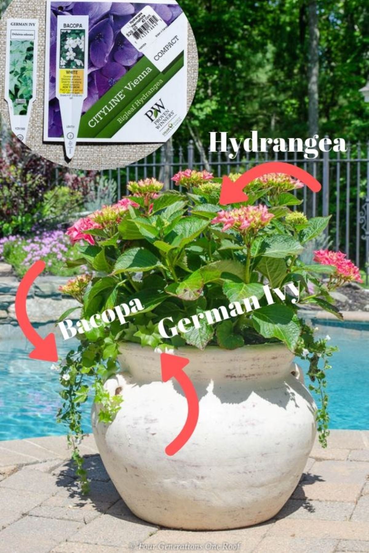 Cityline Vienna hydrangea blooms bacopa and german ivy in a container pot close up