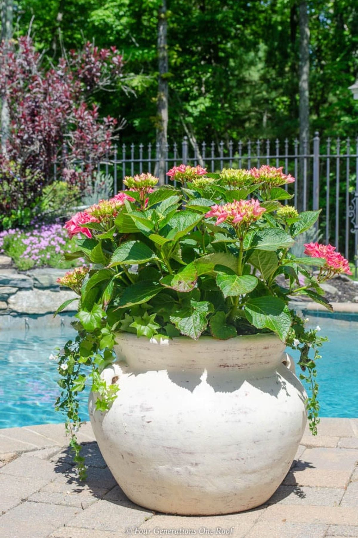 endless Summer hydrangeas in large pot around an in-ground pool